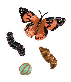 LIFE CYCLE STAGES: BUTTERFLY